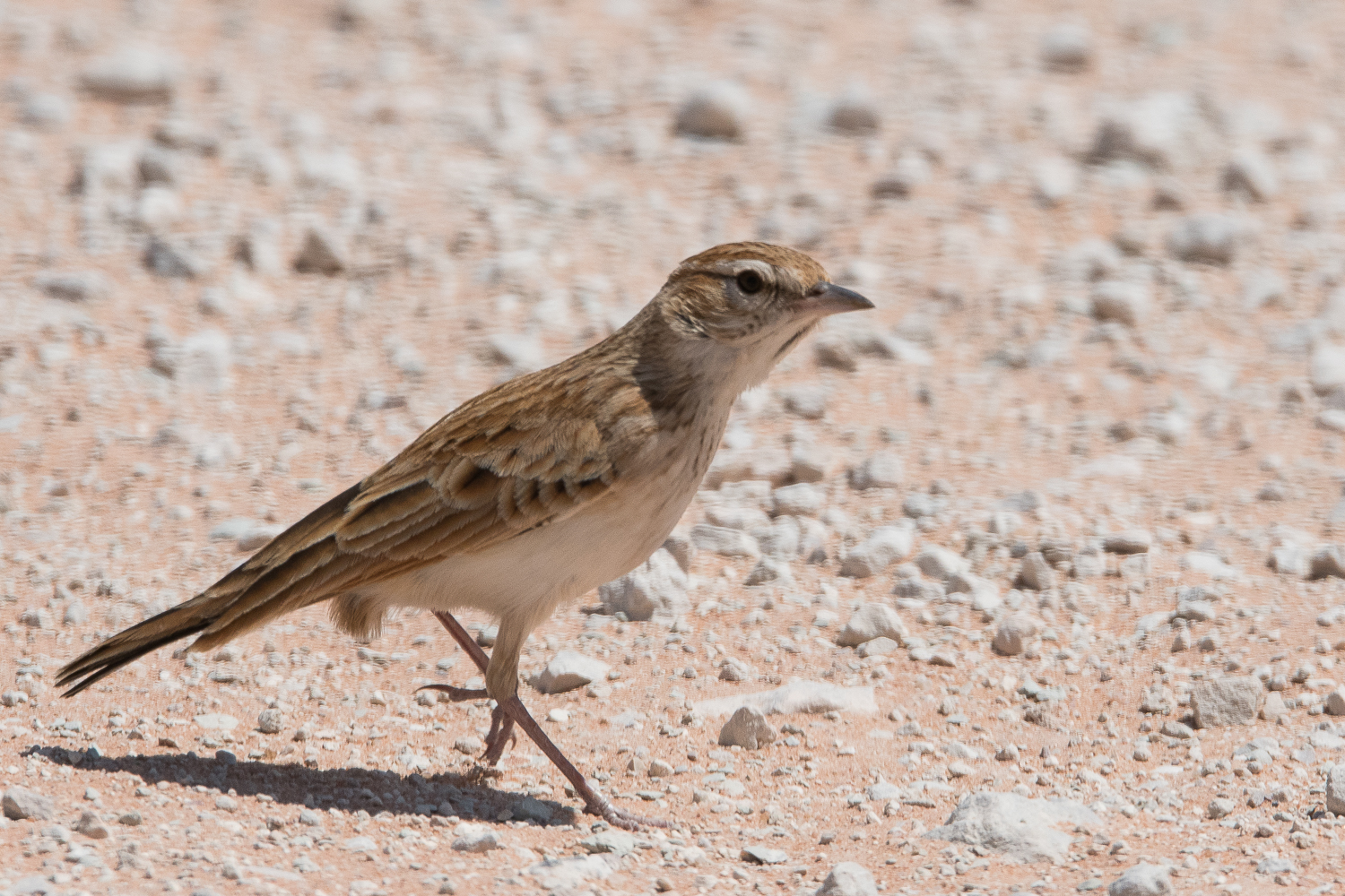 Alouette fauve (Fawn-coloured lark, Calendulauda africanoides), Namutoni, Parc National d'Etosha, Kunene, Namibie.